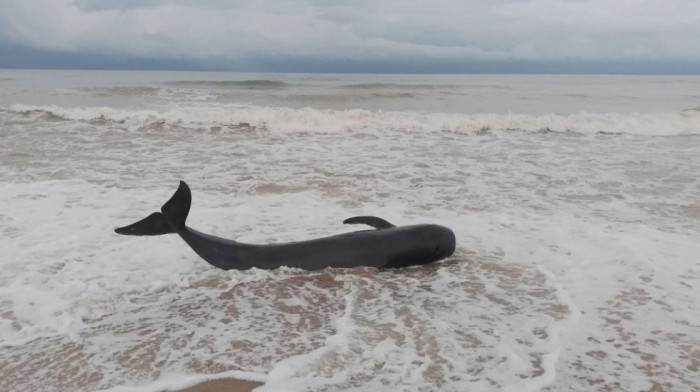 Pomor u Škotskoj: Više od 50 crnih delfina se nasukalo na ostrvu Luis