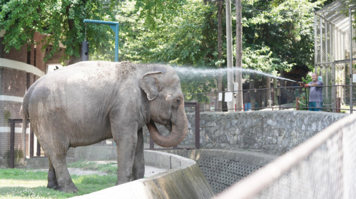 Slonica Tvigi se rashlađuje pod tušem: Stanovnici Beo zoo vrta se bore s vrućinama