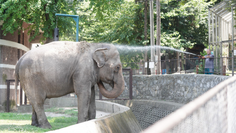 Slonica Tvigi se rashlađuje pod tušem: Stanovnici Beo zoo vrta se bore s vrućinama