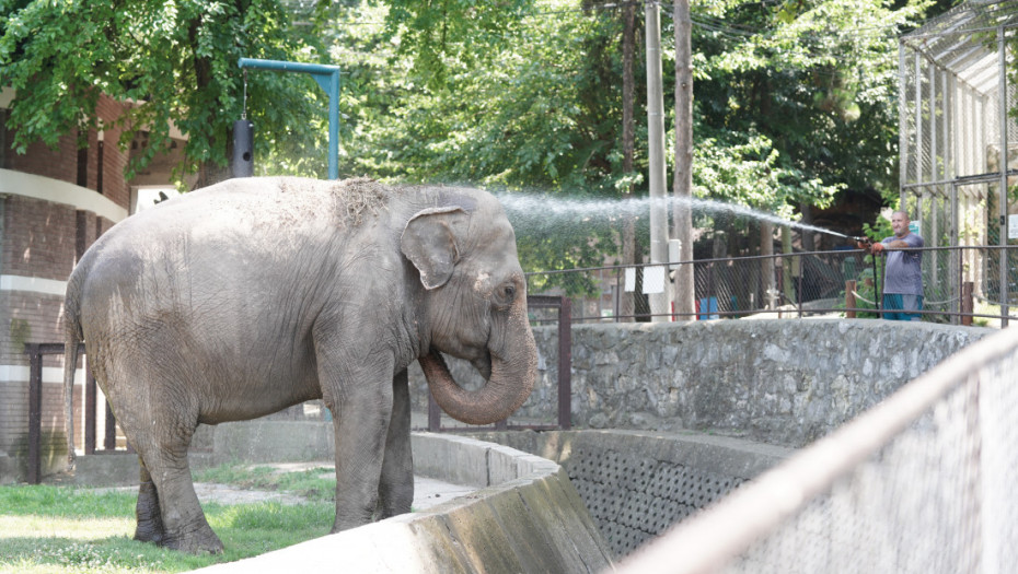 Slonica Tvigi se rashlađuje pod tušem: Stanovnici Beo zoo vrta se bore s vrućinama