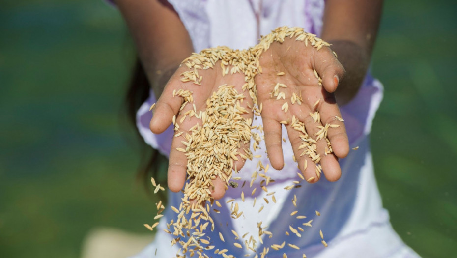 Indija zabranila izvoz pirinča i time izazvala strah od nestabilnosti na tržištima hrane