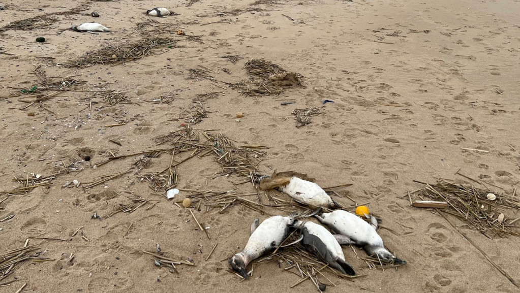 Na plažama Urugvaja pronađeno na hiljade uginulih pingvina, nedostatak hrane verovatan uzrok smrti