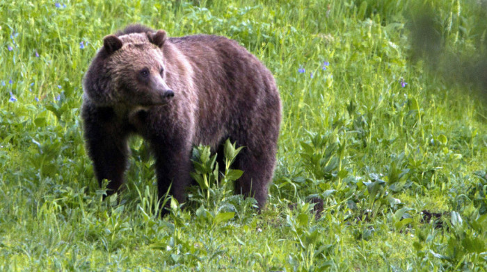 Žena nastradala u Montani nakon susreta sa grizlijem, potraga za medvedom u toku