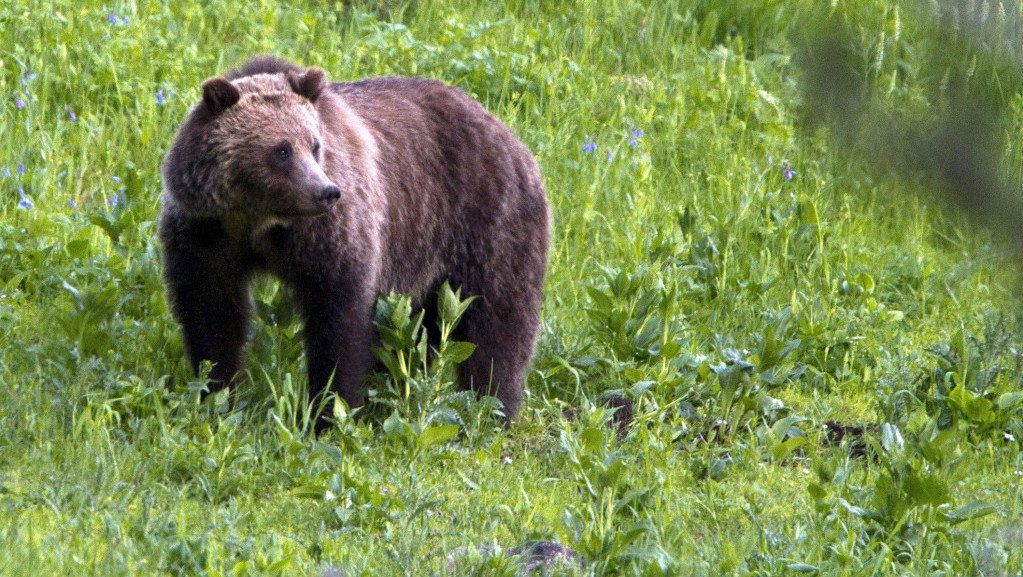 Žena nastradala u Montani nakon susreta sa grizlijem, potraga za medvedom u toku