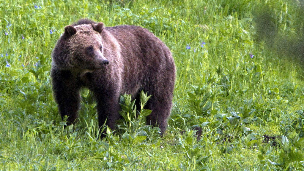 Žena nastradala u Montani nakon susreta sa grizlijem, potraga za medvedom u toku