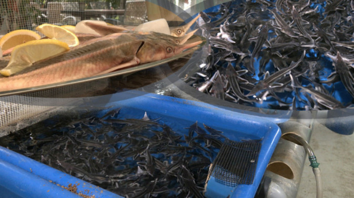 "Kečigi je mesto u reci, a ne u tanjiru": Uprkos zabrani, ovih riba još ima u restoranima, ali neke stvari se menjaju