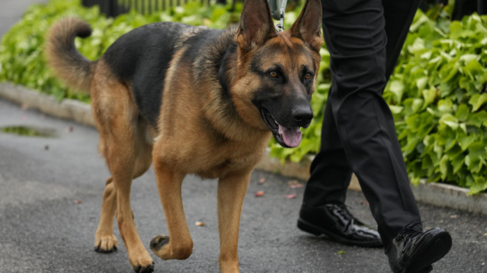 Kazne za nesavesne vlasnike pasa u Italiji preko DNK ljubimca