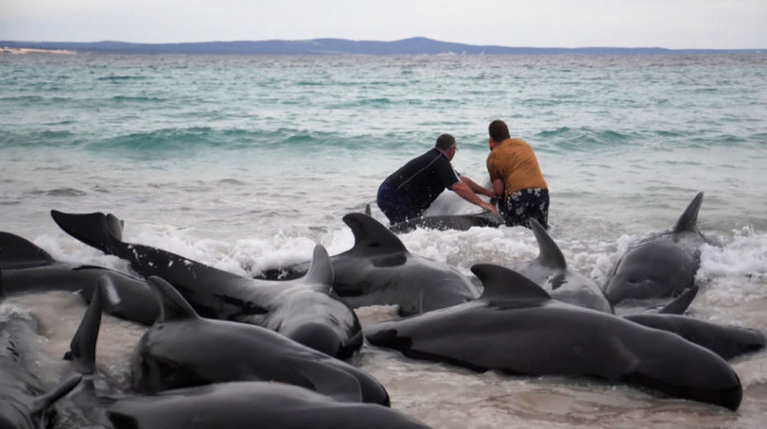 Tužna slika na plaži u Australiji: Nasukalo se jato kitova, više od 50 uginulo