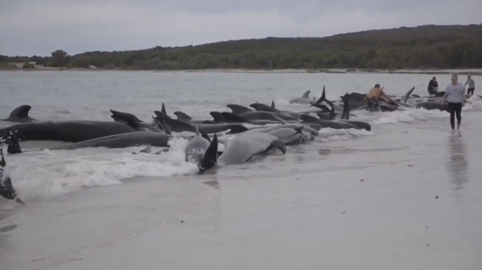 Na zapadu Australije nasukalo se 160 kitova pilota, u toku spasavanje
