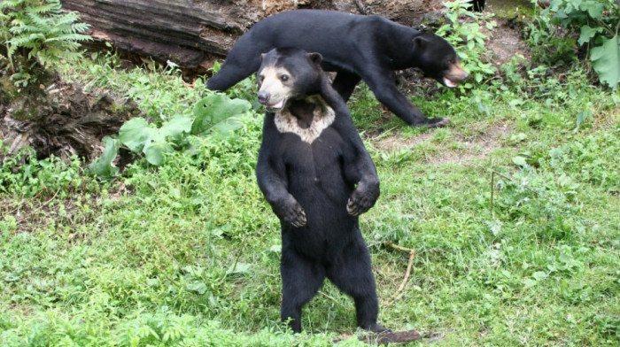 Kineski zoološki vrt negira da su njegovi medvedi "lažni": Tvrdi da nije reč o "prerušenim ljudima"