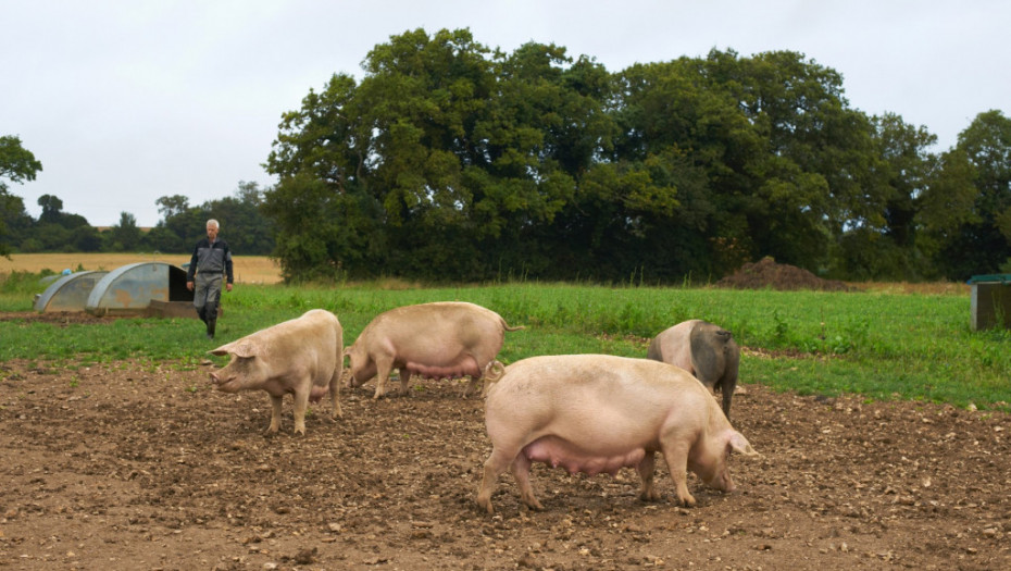 Tanasković: Eutanazirano 26.000 svinja zaraženih afričkom kugom