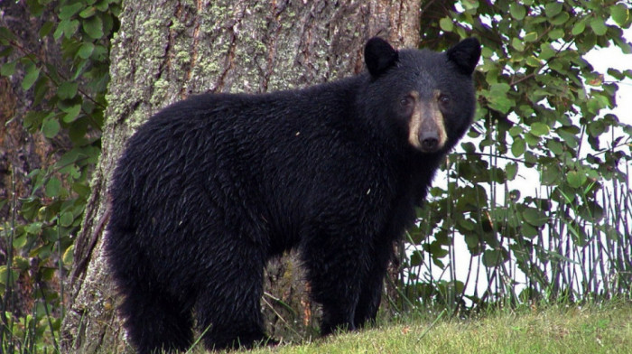 Dolijao ozloglašeni nestašni crni medved: "Henk Tenk" je ženka, DNK dokazima povezana sa 20 provala