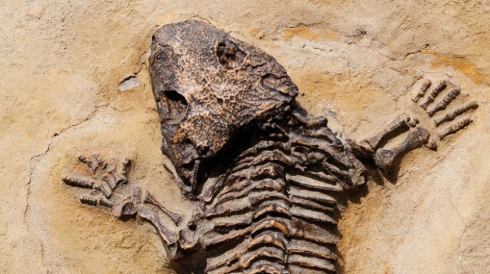 Džinovski daždevnjak sa oštrim očnjacima: Naučnici otkrili fosile predatora koji je vladao okeanima pre dinosaurusa