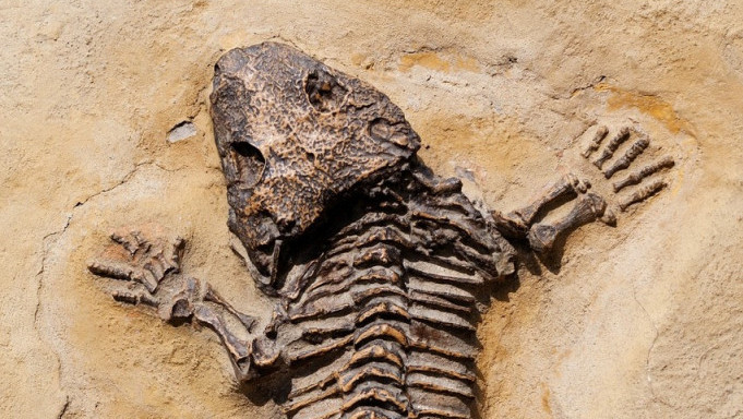 "Temnospondili" u Australiji preživeli dva od pet masovnih izumiranja na Zemlji: Liče na guštere, ali su vodozemci