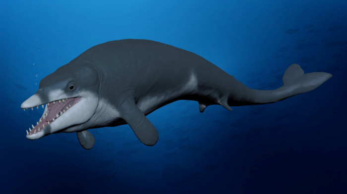 U Egiptu otkriven do sada nepoznati fosil manjeg kita star 41 milion godina, najstarijeg koji je živeo u okeanu