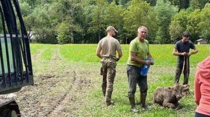 Gomzi na slobodi i leteće svinje: Posle skoro nedelju dana, tele spaseno iz blata u slovenačkoj Savinjskoj dolini