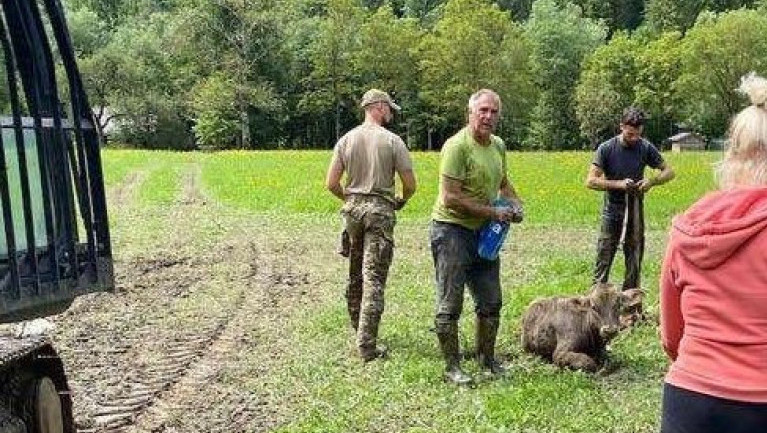 Gomzi na slobodi i leteće svinje: Posle skoro nedelju dana, tele spaseno iz blata u slovenačkoj Savinjskoj dolini