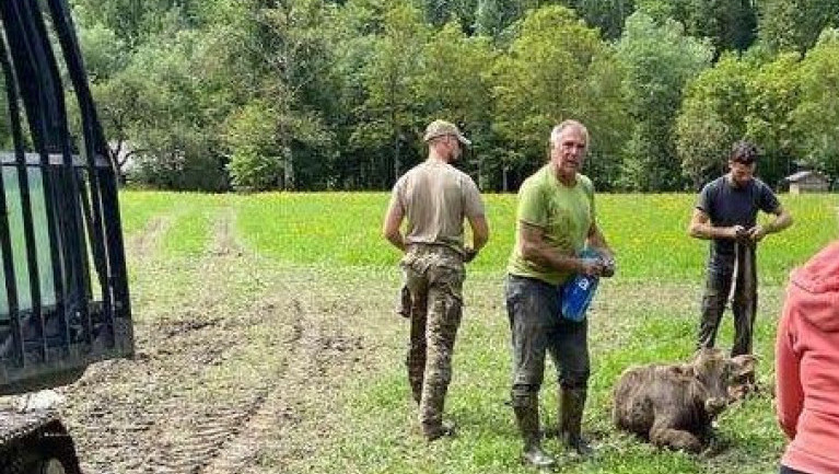 Gomzi na slobodi i leteće svinje: Posle skoro nedelju dana, tele spaseno iz blata u slovenačkoj Savinjskoj dolini