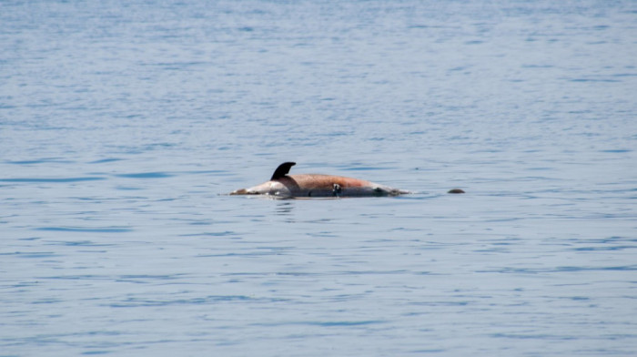 Kod Šolte pronađen uginuli delfin sa dve prostrelne rane