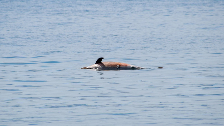 Kod Šolte pronađen uginuli delfin sa dve prostrelne rane