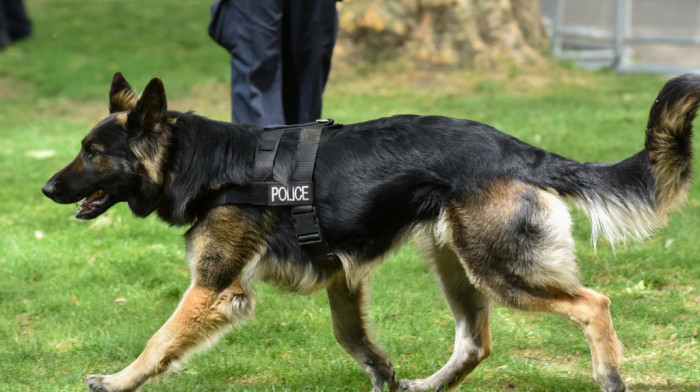 Policijski pas pronašao ženu u polju kukuruza dva dana nakon što je doživela udes u Mičigenu