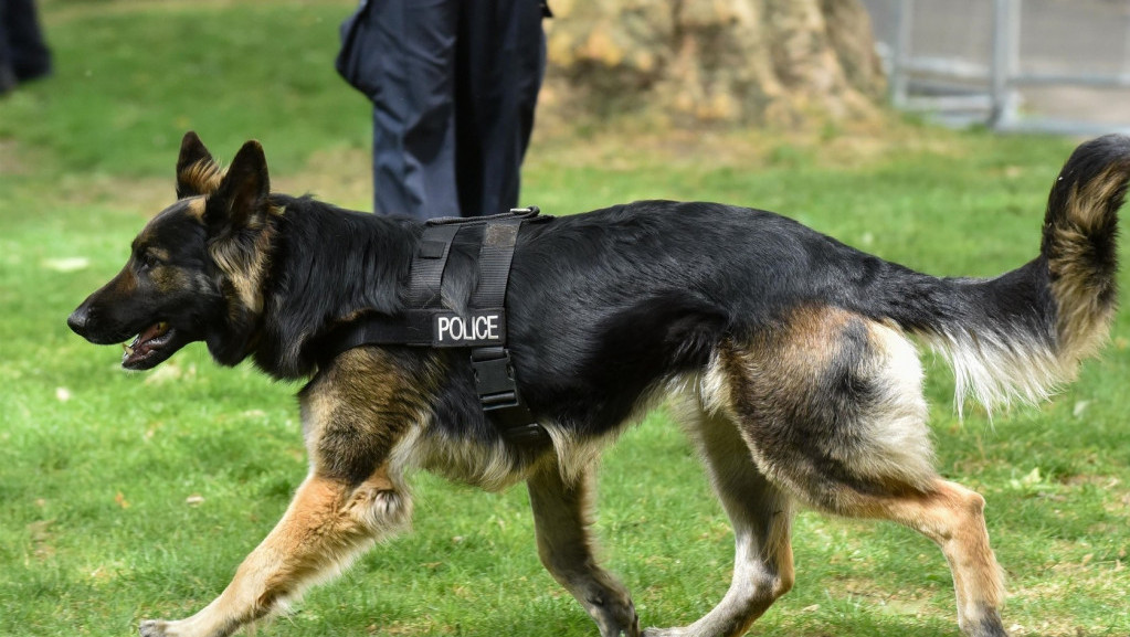 Policijski pas pronašao ženu u polju kukuruza dva dana nakon što je doživela udes u Mičigenu