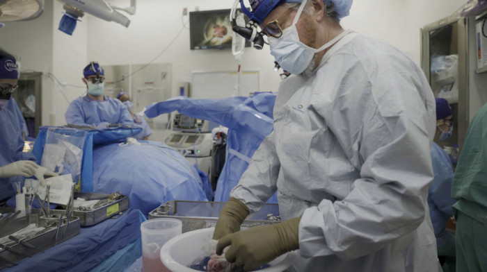 Korak napred u istraživanju: Bubreg svinje transplantiran čoveku funkcioniše već više od mesec dana