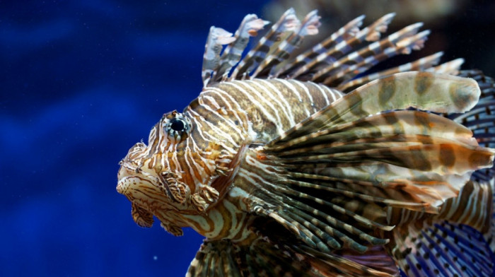 Upozorenje stručnjaka: Jedna otrovna riba u Jadranu sve raširenija, šta raditi u slučaju uboda