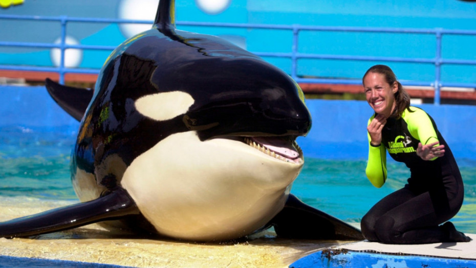 Orka Lolita uginula u 57. godini: Ženka kita na Majamiju nije dočekala slobodu