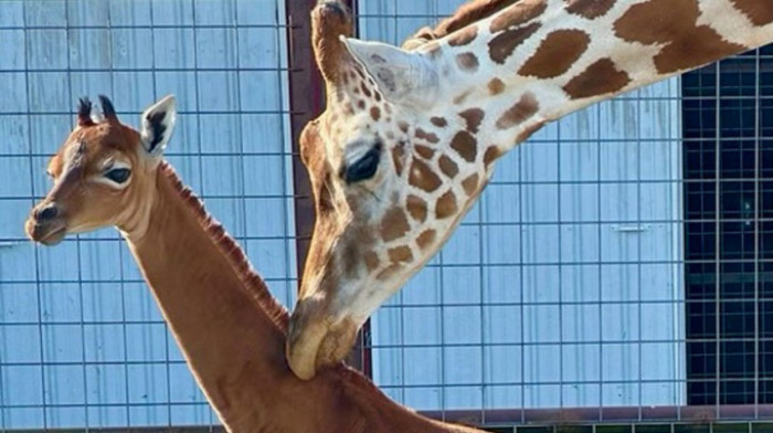 Jednobojna žirafa, jedina na svetu, rođena u zoo vrtu u Tenesiju