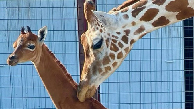 Jednobojna žirafa, jedina na svetu, rođena u zoo vrtu u Tenesiju