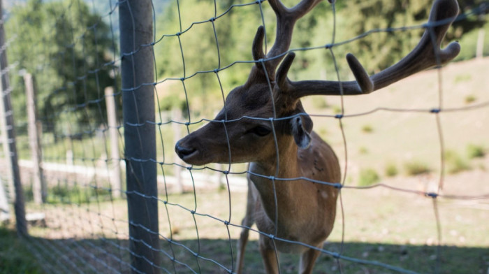 Bura na društvenim mrežama zbog fotografije mršavog jelena, direktor Zoo vrta tvrdi da je životinja u dobrom stanju