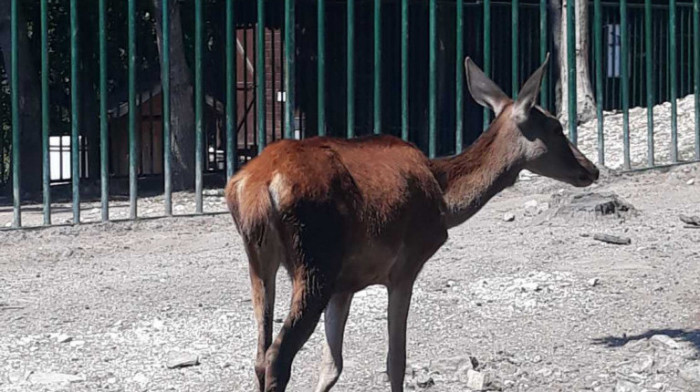 Vanredni nadzor u zoo vrtu u Boru: Na slikama koje su uznemirile javnost tigrica koja je uginula pre dve godine