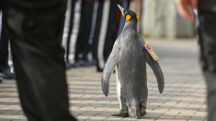 "Mirno" pred general-majorom norveške vojske, ser Nilsom Olavom -  najodlikovanijim pingvinom u svemiru