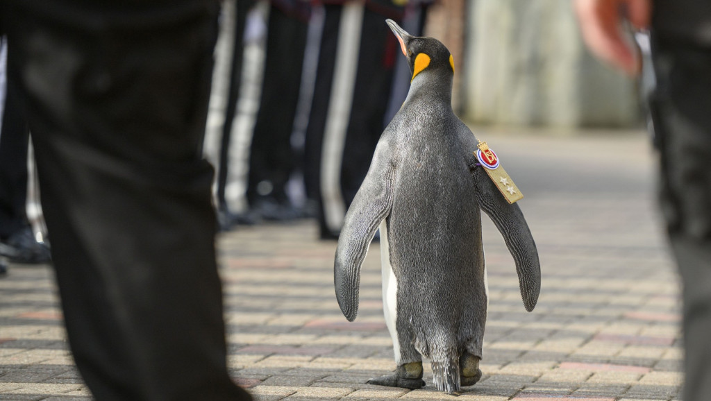 "Mirno" pred general-majorom norveške vojske, ser Nilsom Olavom -  najodlikovanijim pingvinom u svemiru