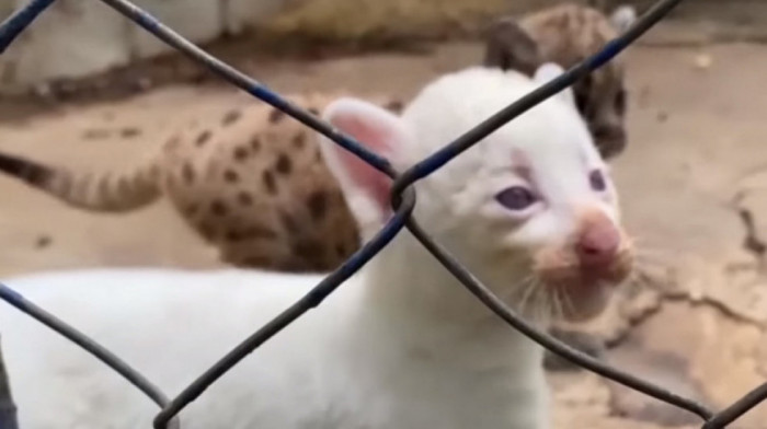 U Nikaragvi rođena albino puma, jedna od četiri na svetu