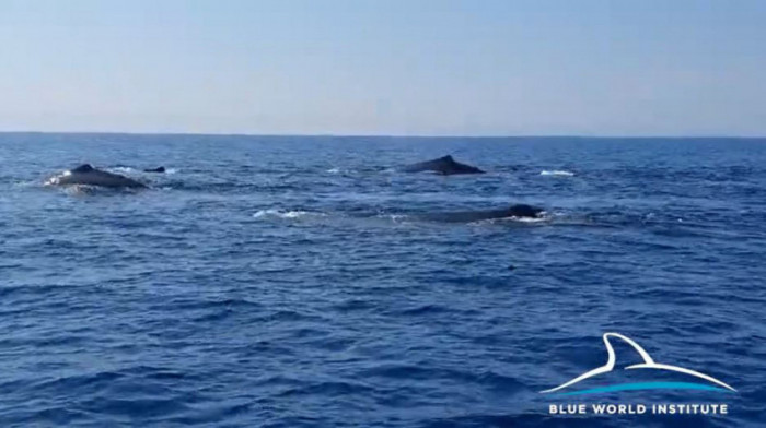 Jato kitova ulješura se pojavilo kod Korčule u Jadranskom moru: Samo ih slikajte i ostavite na miru