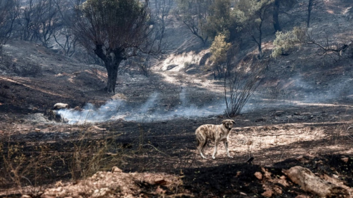 Požari na četiri glavna fronta u Grčkoj - Parniti, Aleksandropolisu, Dadiji i Beotiji