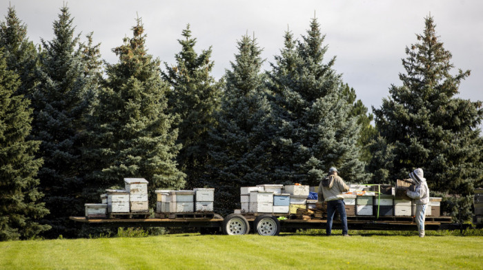 Sa kamiona u Kanadi pale košnice sa pet miliona pčela, vozač pretrpeo više od 100 uboda