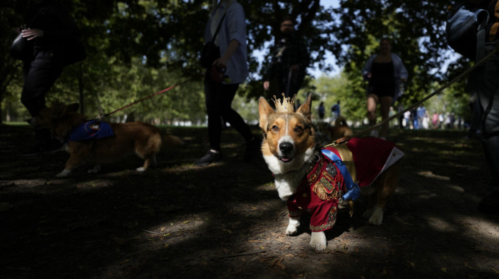 Psi koje je obožavala kraljica: Korgiji ''marširali'' na obeležavanju godišnjice smrti Elizabete Druge