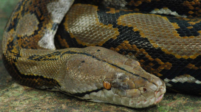 Čoveka u Engleskoj ujeo piton dužine od oko tri metra, zmiju uhvatile hitne službe
