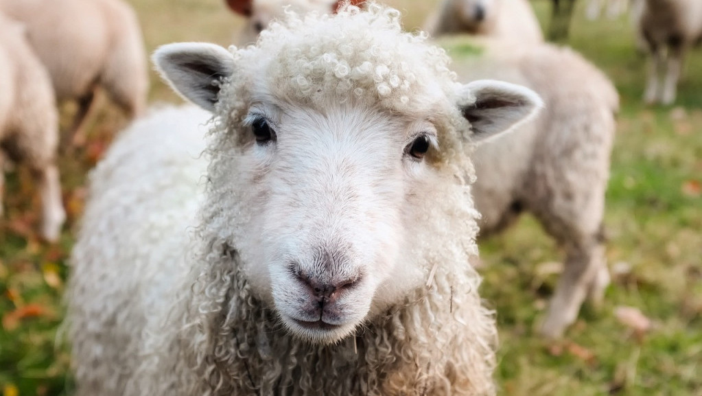 Stado ovaca u Grčkoj pojelo skoro 100 kilograma kanabisa, pastir primetio neobično ponašanje