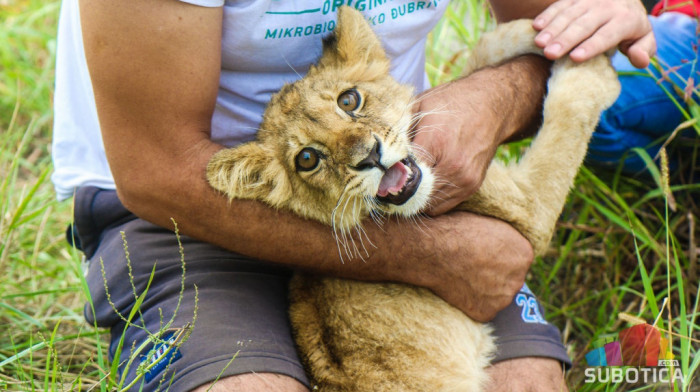 Pronađeno mladunče lava na putu u Subotici - istraga u toku, životinja mazna i "saradljiva" (VIDEO)