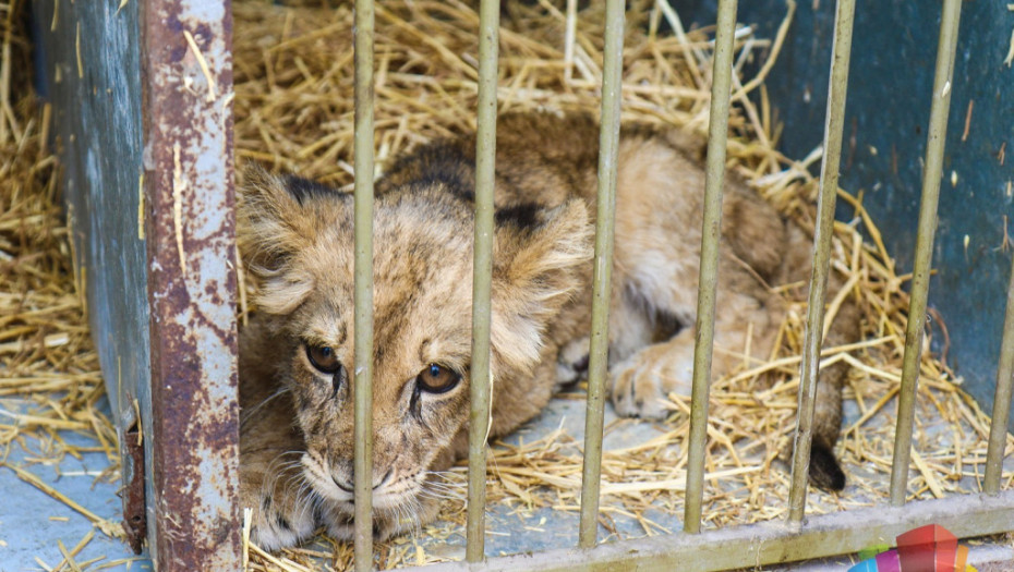 Zoološki vrt Palić: Mala lavica Kiki u sve lošijem stanju