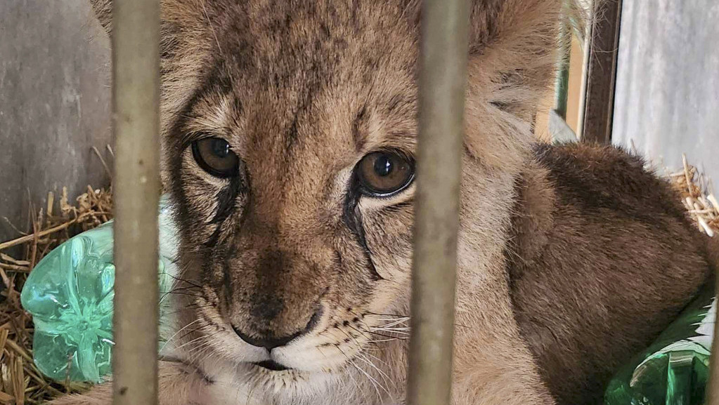 Mladunče lava pronađeno u Subotici u teškom stanju