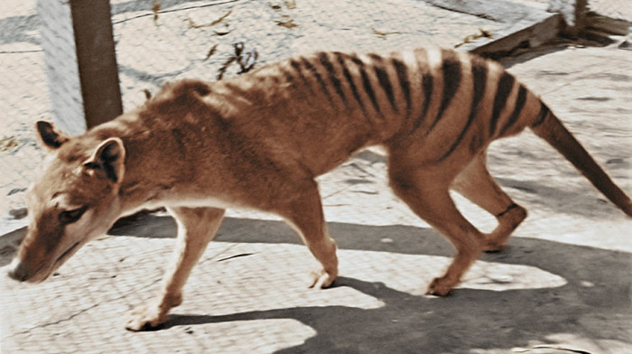 Tasmanijski tigar se vraća iz mrtvih: Naučnici korak bliže oživljavanju izumrle vrste