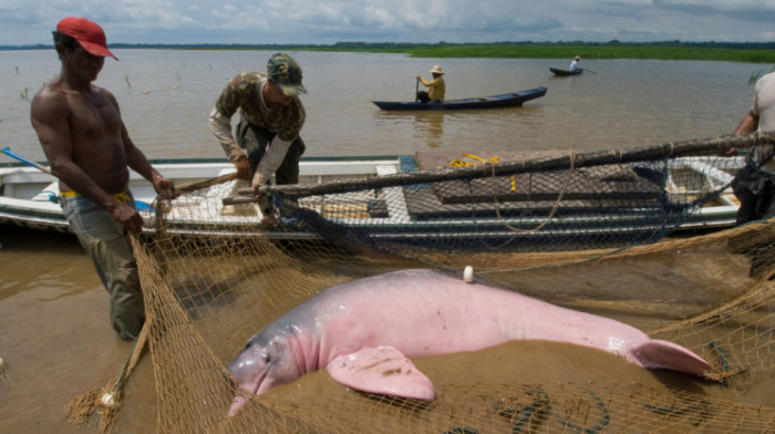 Suša ubija: Više od 100 delfina uginulo u Amazonu kada je temperatura vode dostigla 39 stepeni Celzijusa