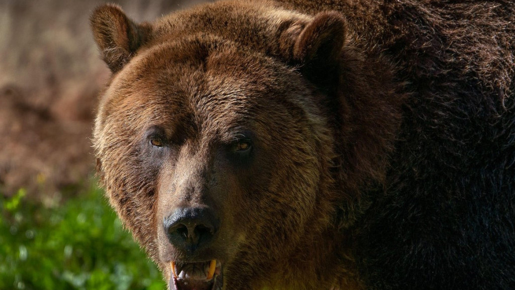 Grizli u Kanadi usmrtio dvoje ljudi i njihovog psa