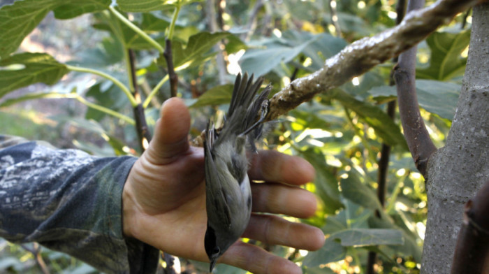 Organizacija za zaštitu prirode Kipra:  Policija neaktivna na suzbijanju krivolova divljih ptica