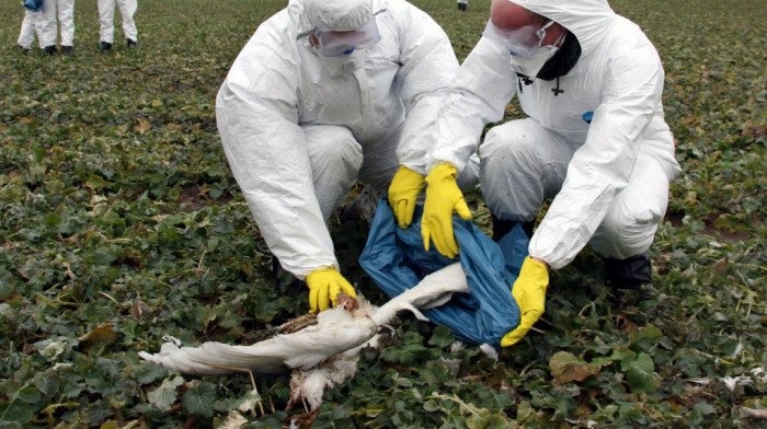 Labudovi u Borči uginuli od ptičijeg gripa, područje proglašeno zaraženim i ugroženim